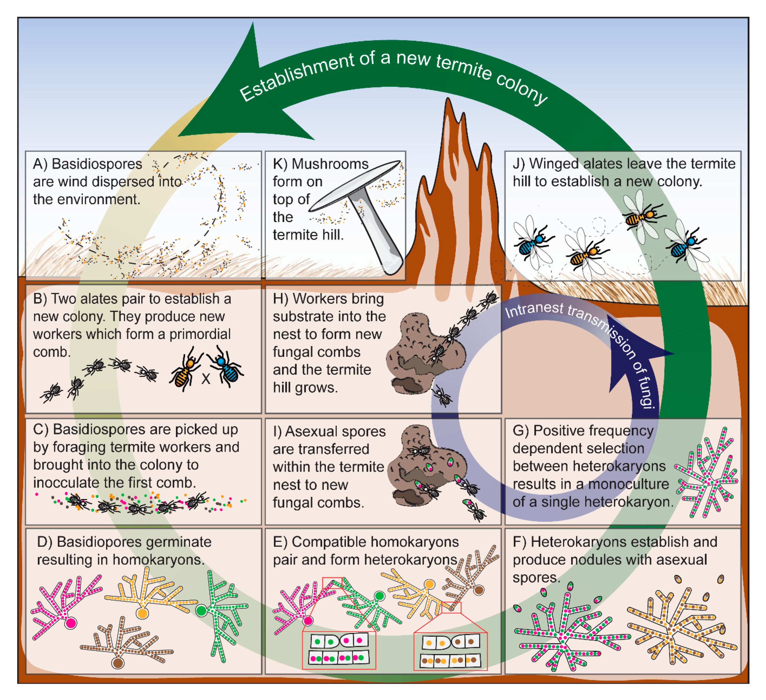 Factors Influencing Lifespan