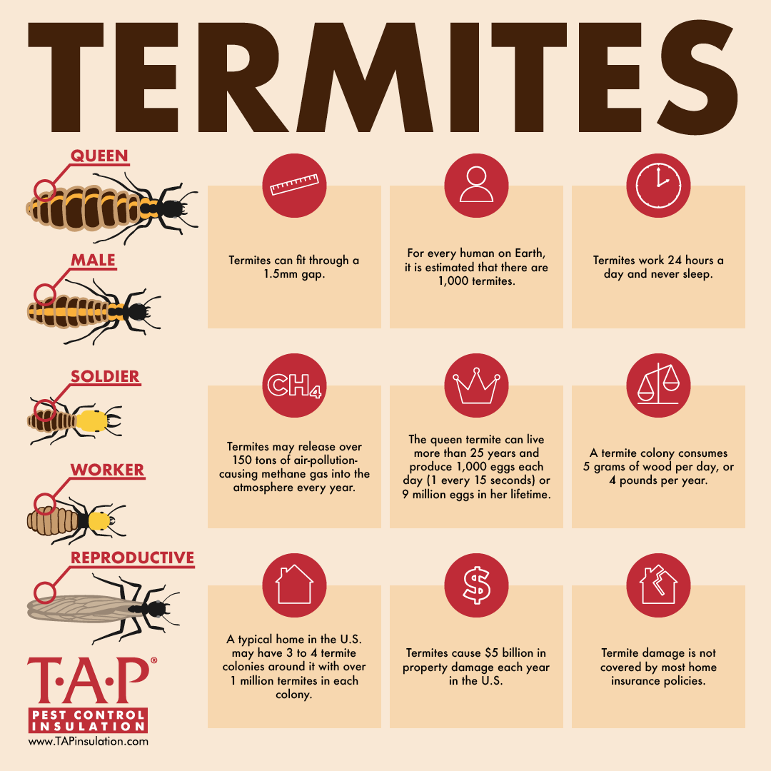 Facts About Termites