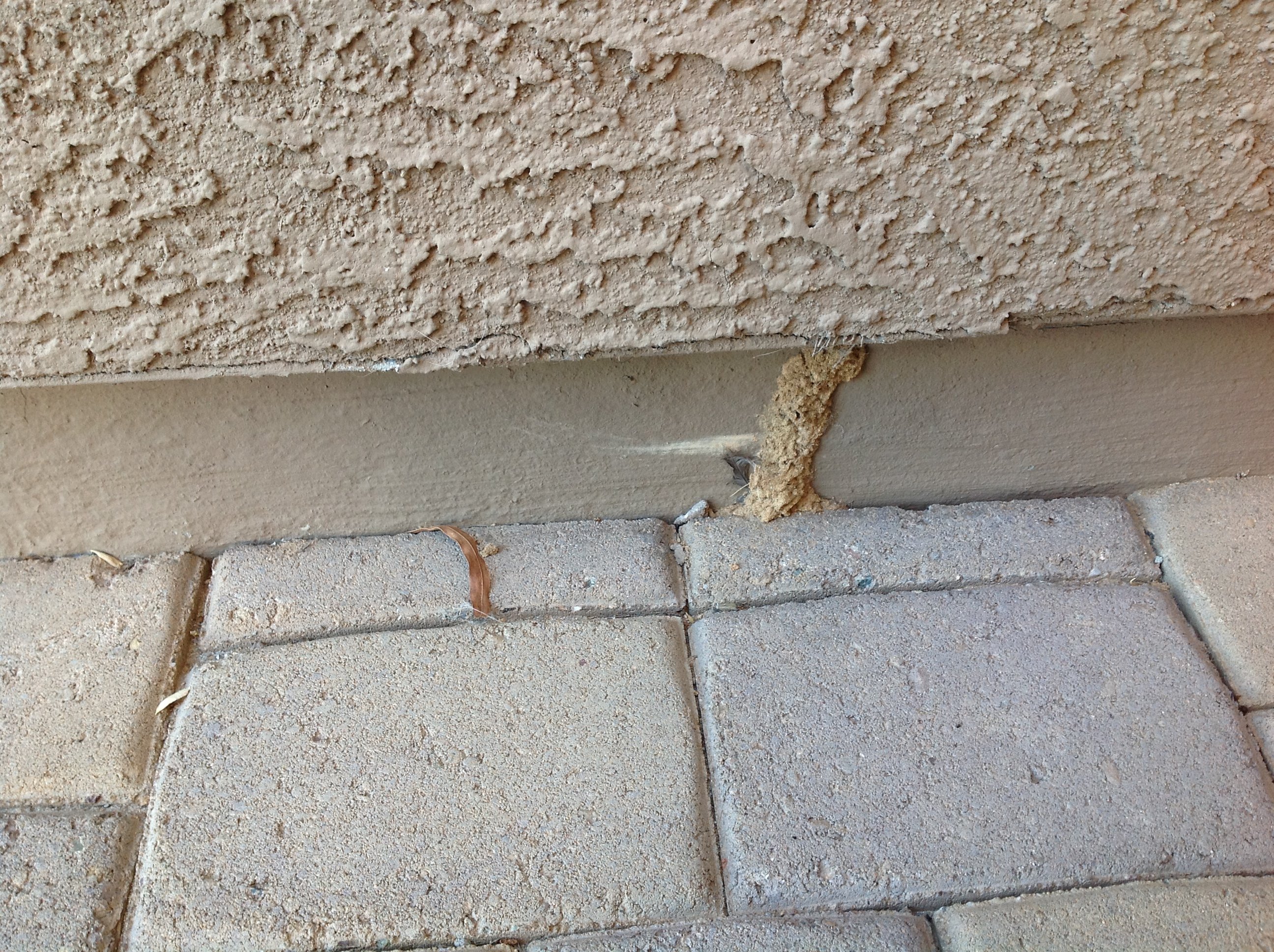 Flying Termites In Arizona