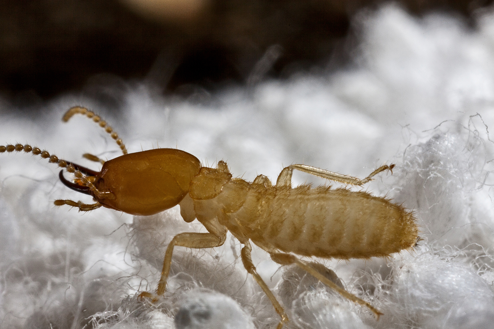 Habitat Of Dampwood Termites