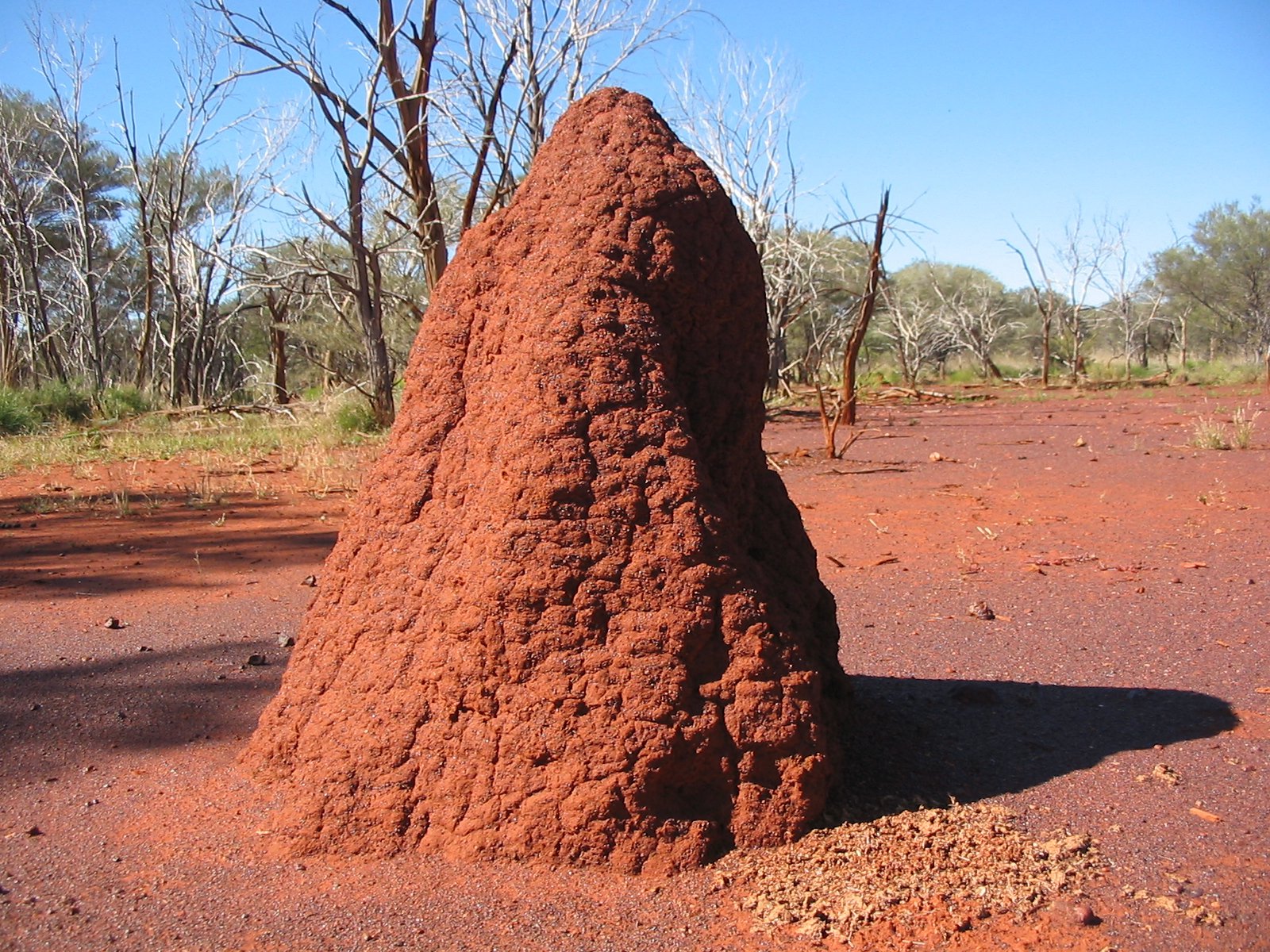 Habitat Of Termites