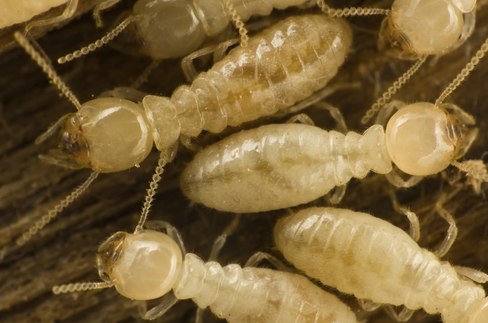Health Risks Of Termites In Colorado