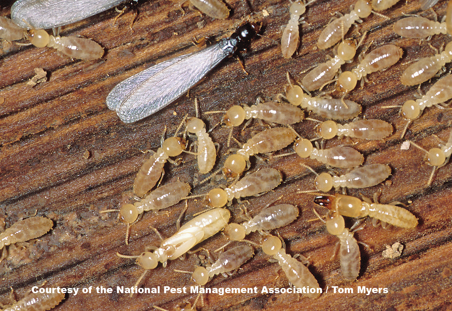 History Of Termites In North Carolina