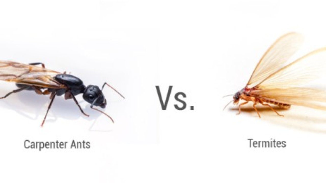 How Do Carpenter Ants Damage Wood?
