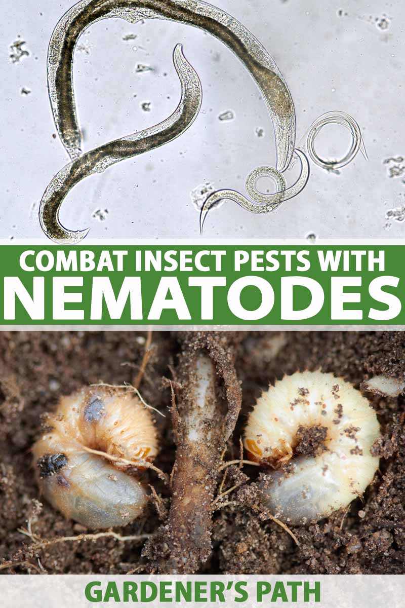 How Do Nematodes Kill Termites?