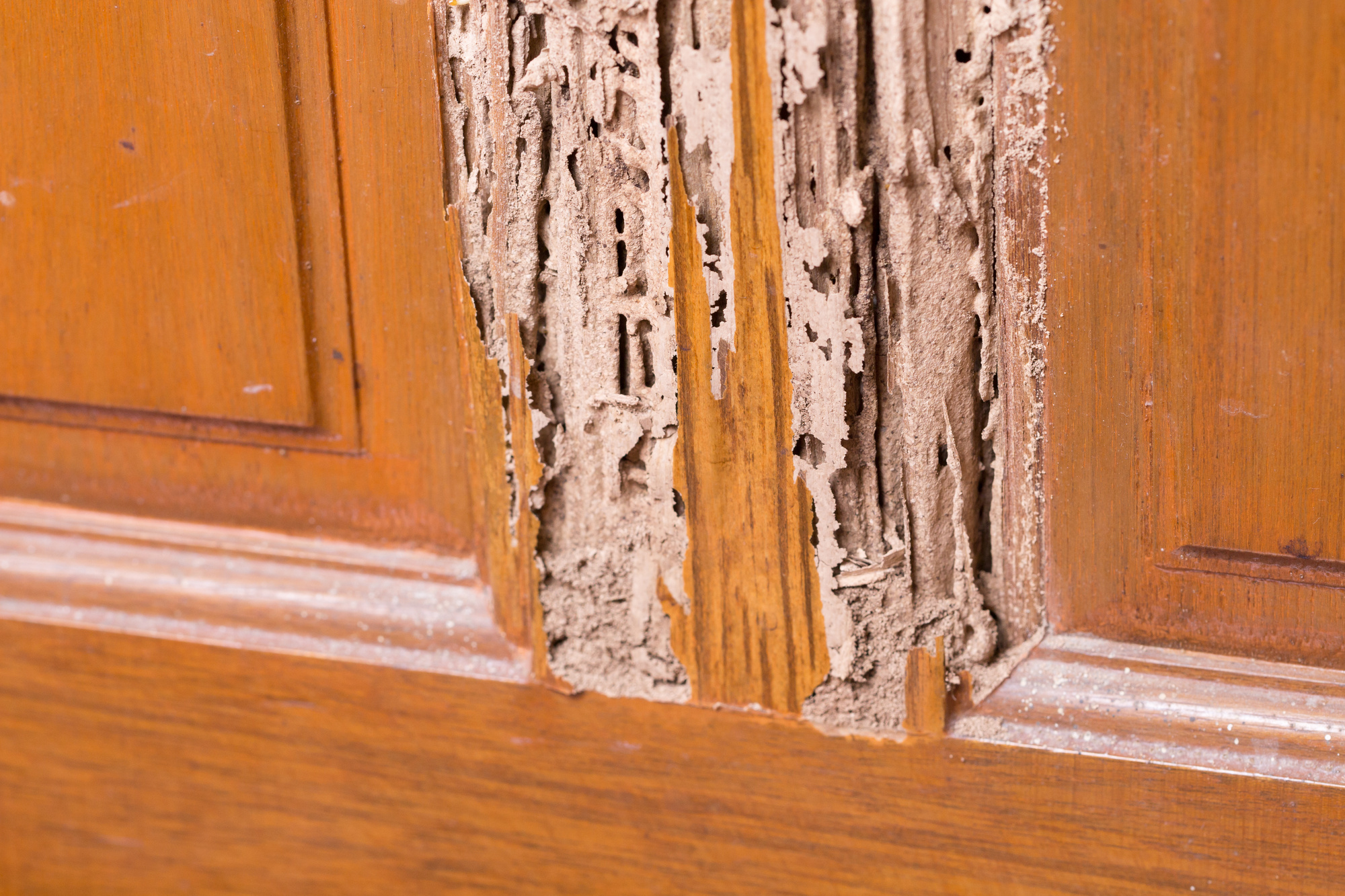 How Do Termites Damage Wood?