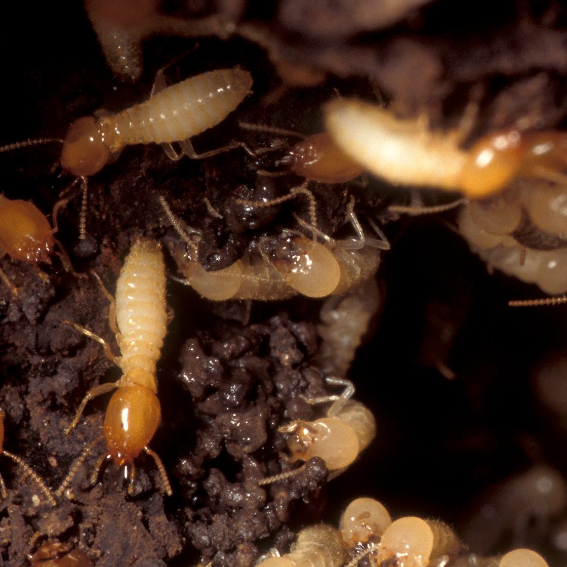 How High Can Termites Jump?