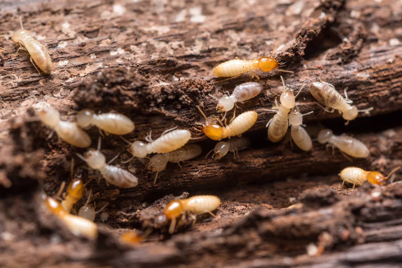 How Often Should You Inspect For Termites?