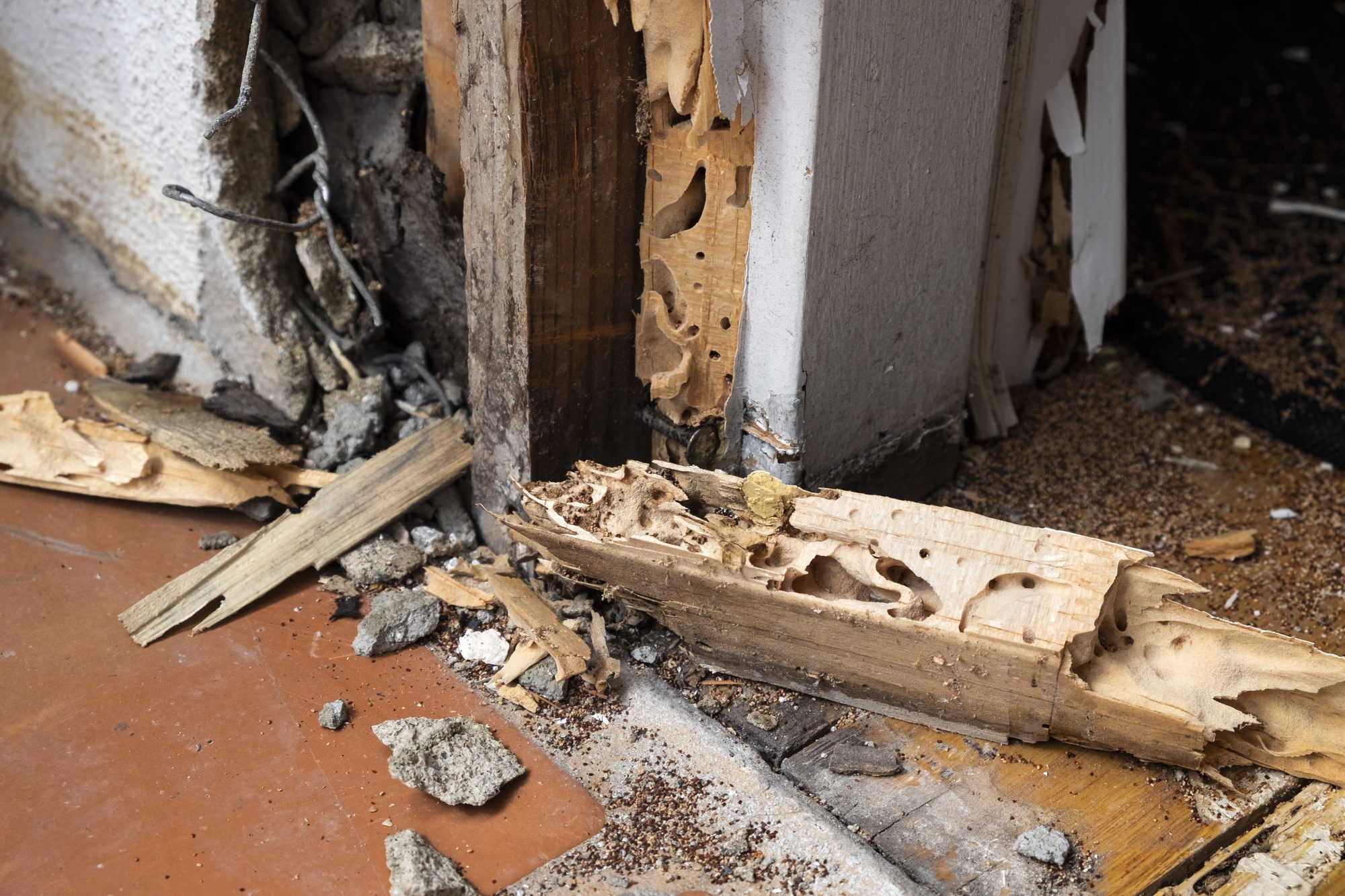 How Termites Damage Structures