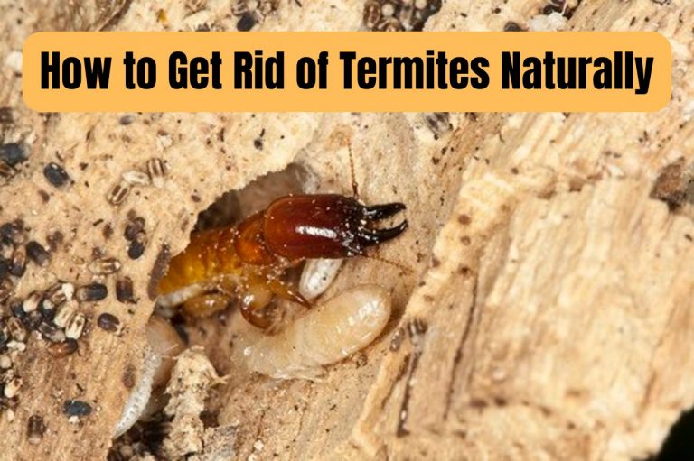 How to Get Rid of Termites Naturally: Effective Solutions to ...