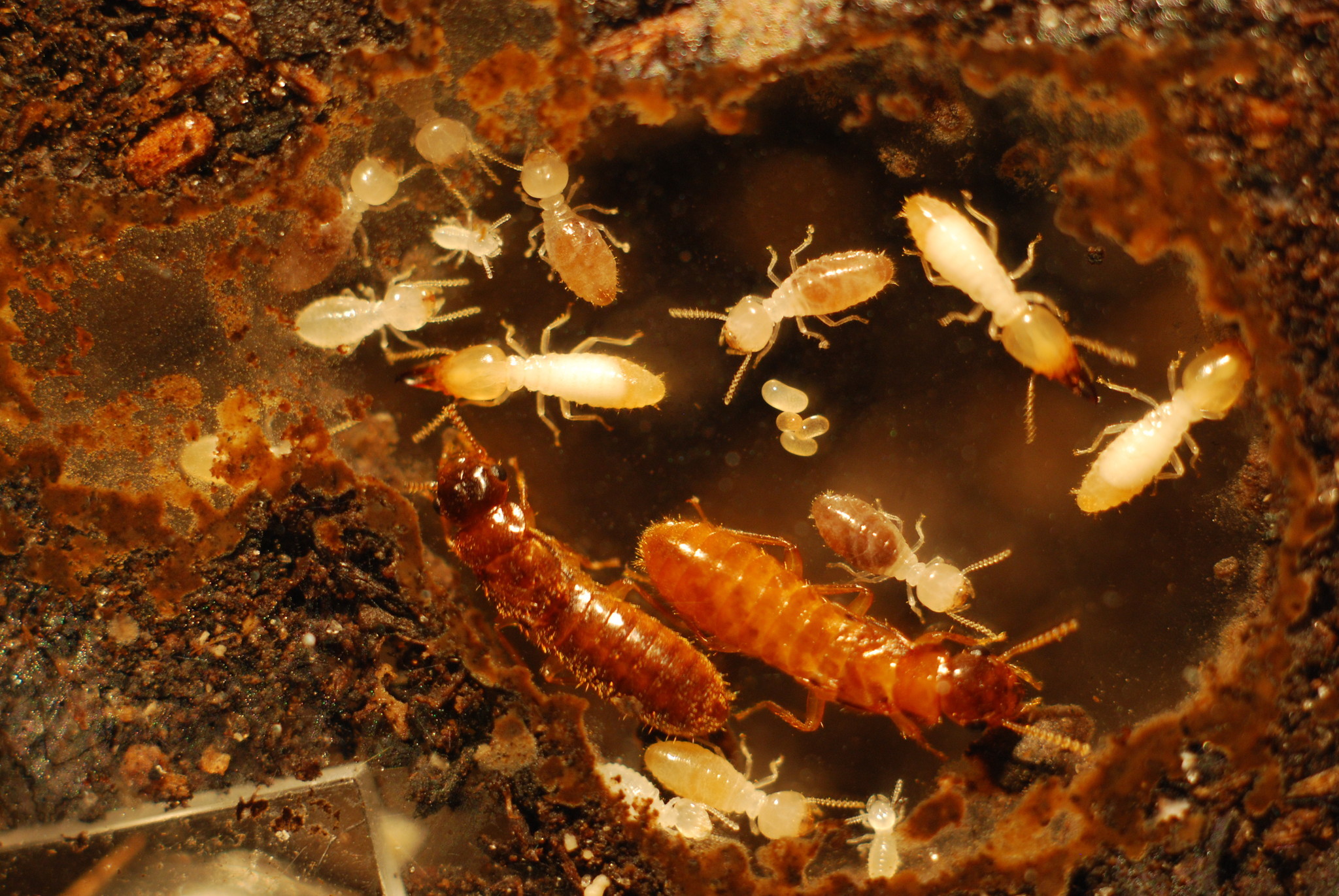 How To Prevent Termites In Washington