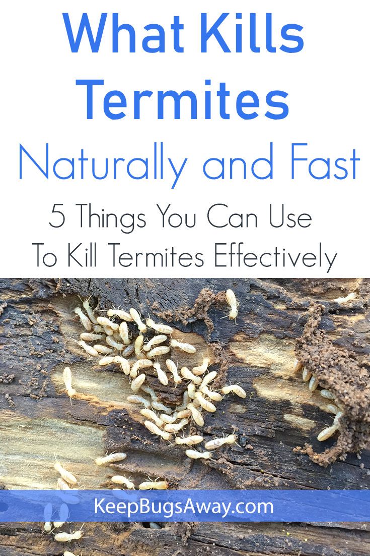 How To Use Vinegar To Kill Termites