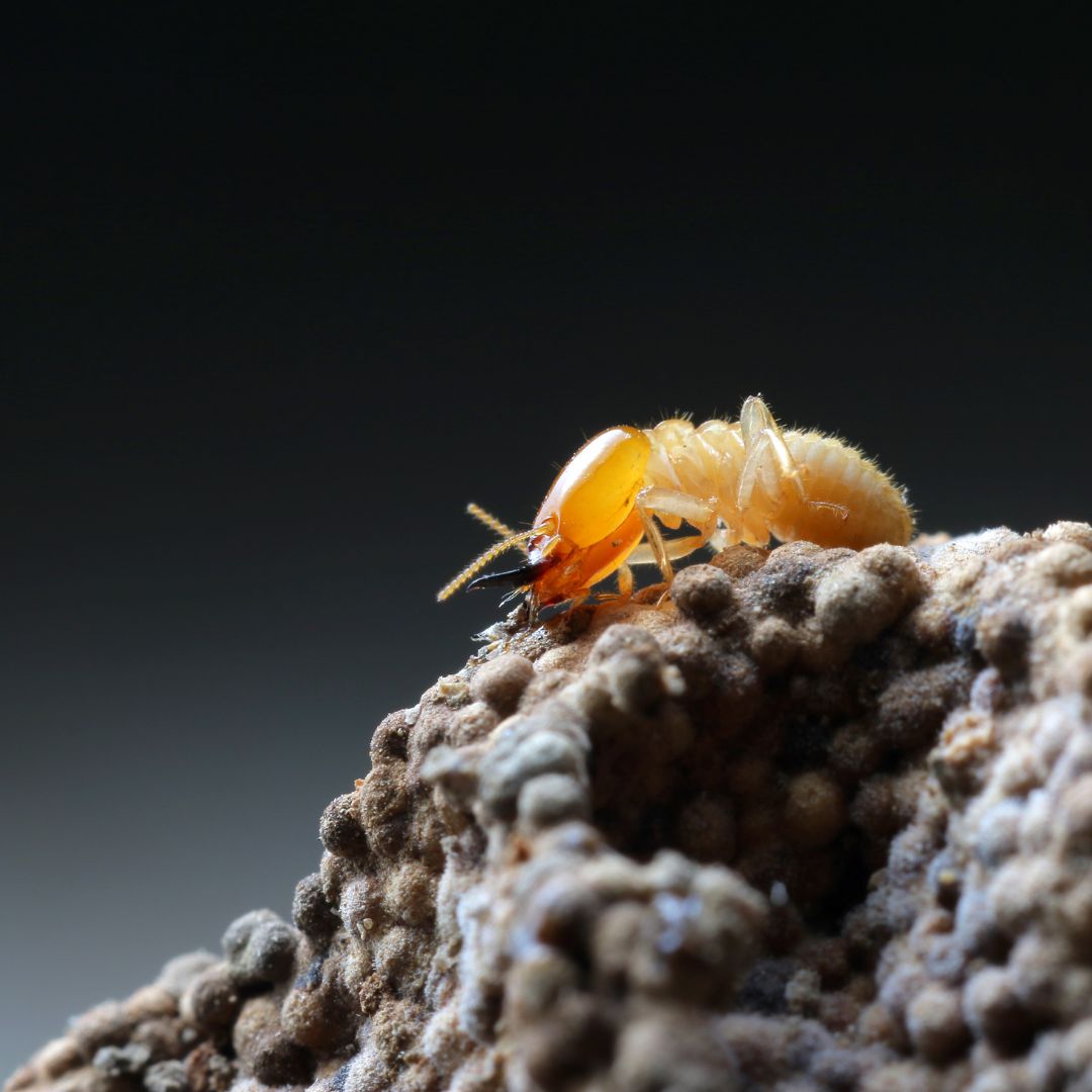 Human Interaction With Termites