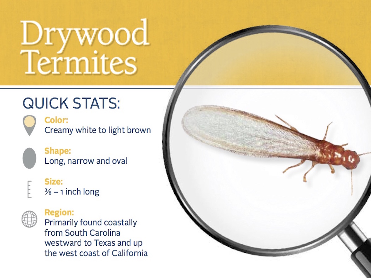 Identification Of Drywood Termites