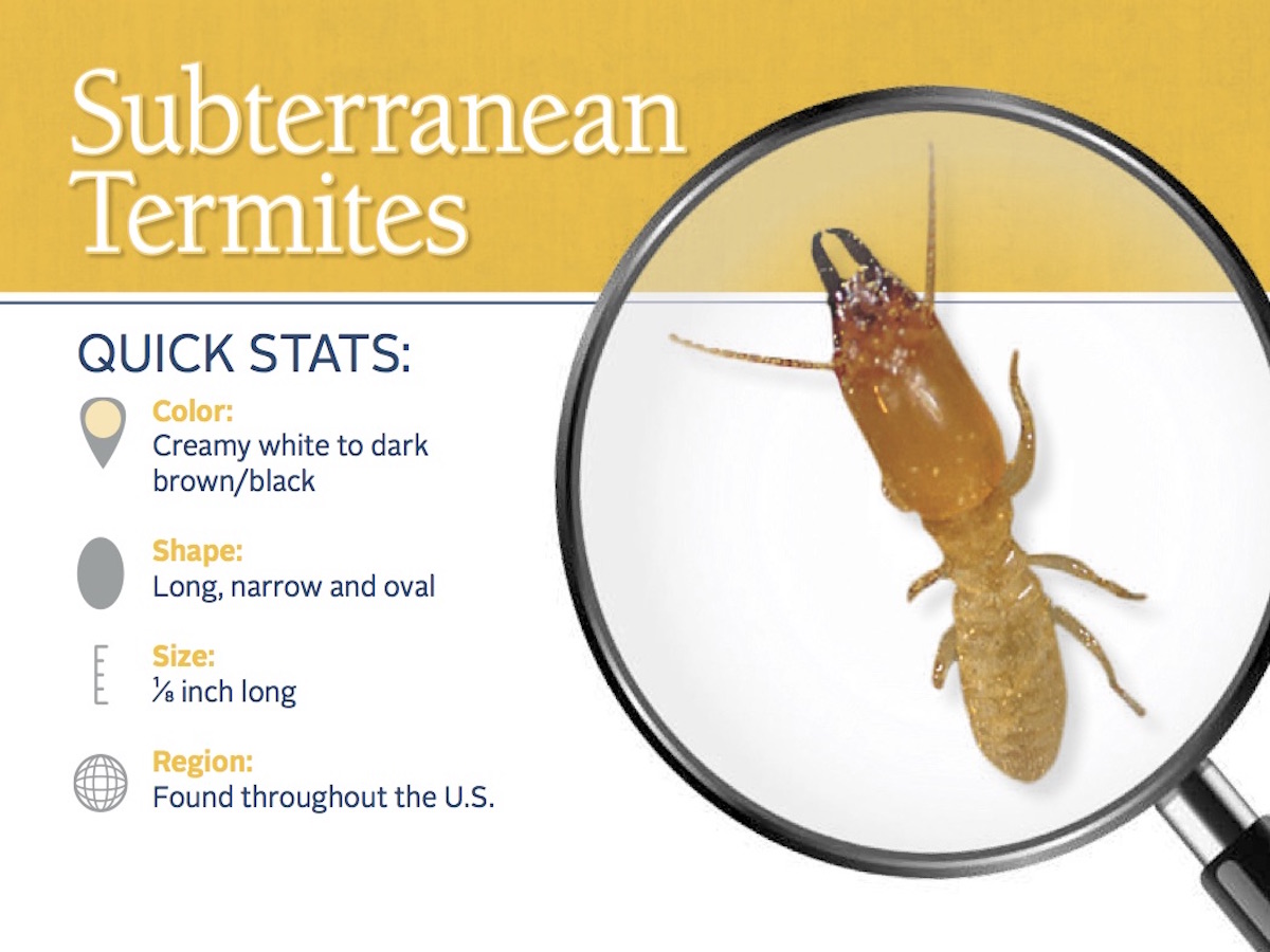 Identification Of Termites