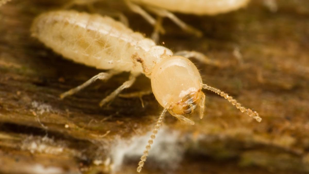 Identification Of Termites