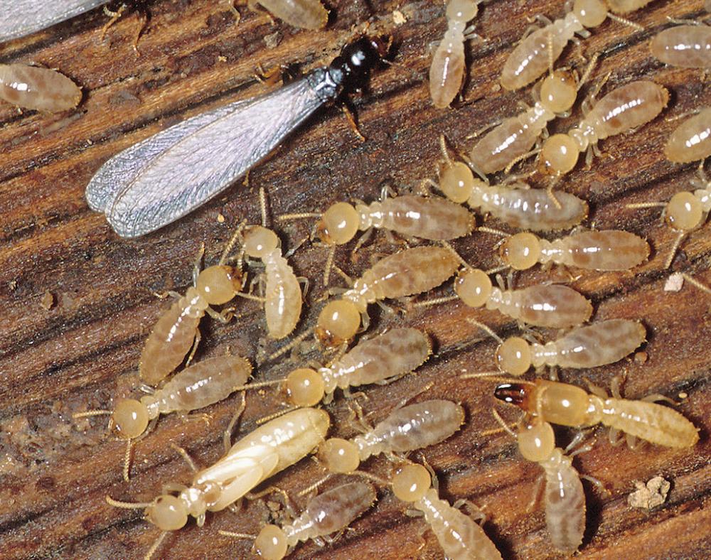 Identifying Arizona Termites