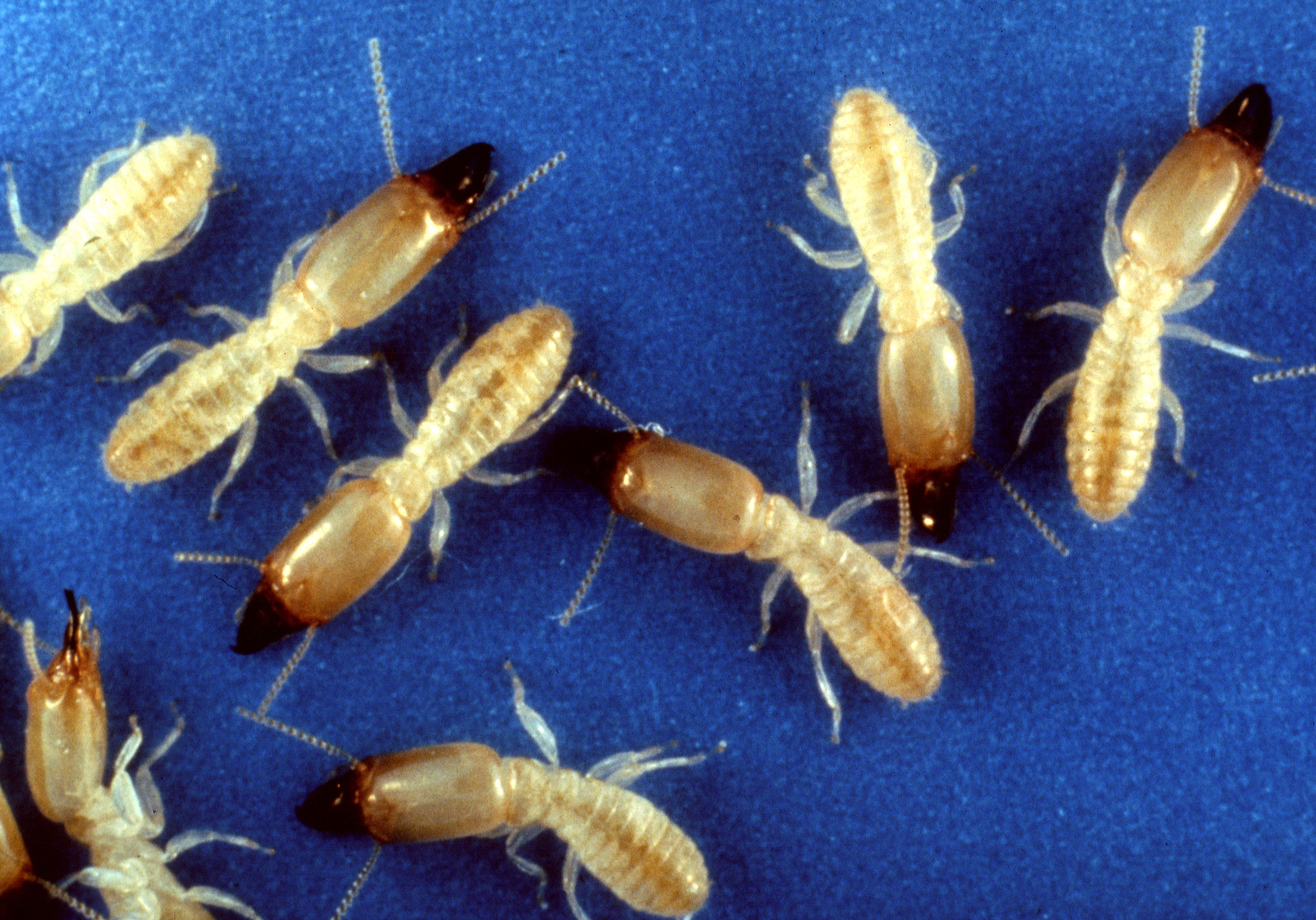 Identifying Different Types Of Termites