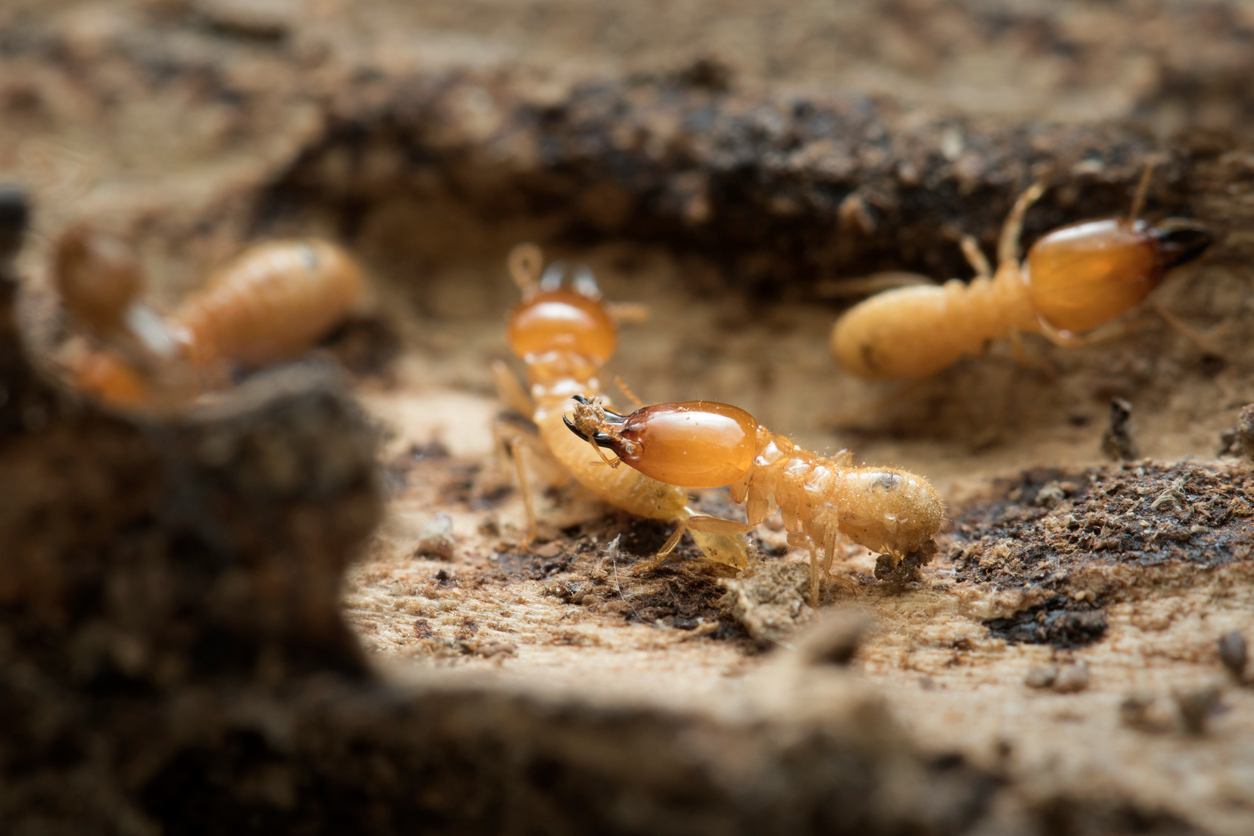 Identifying Termites In Iowa