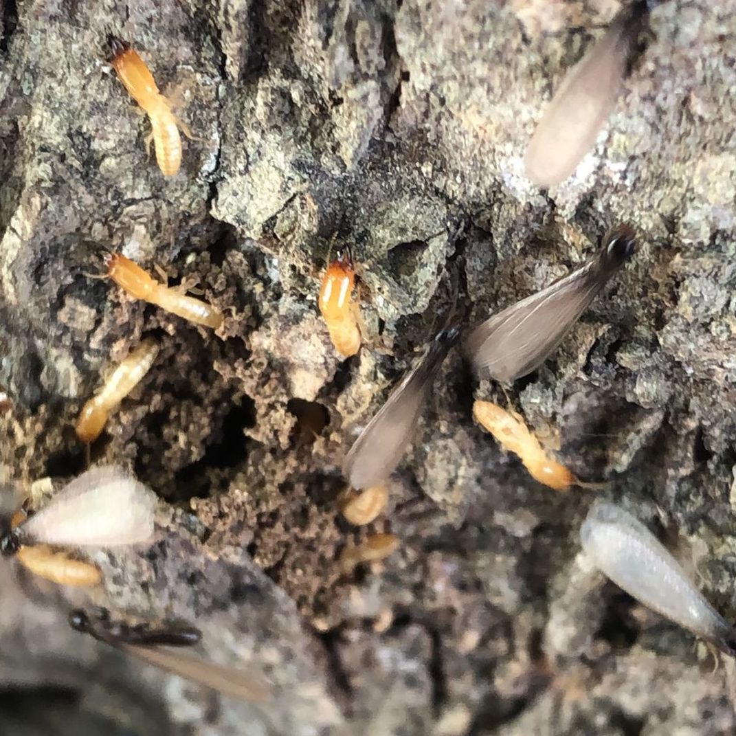 Identifying Termites In San Antonio