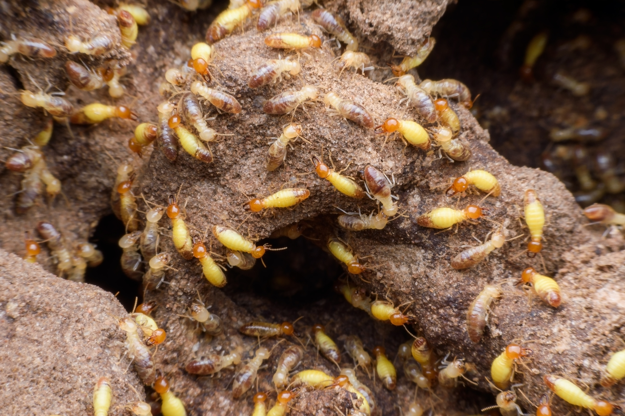 Impact Of Agricultural Termites