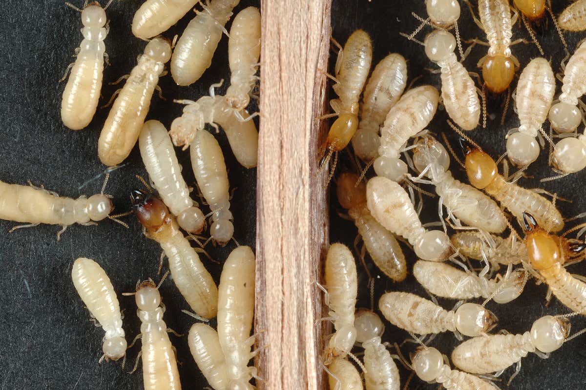 Impacts Of Termites Larvae