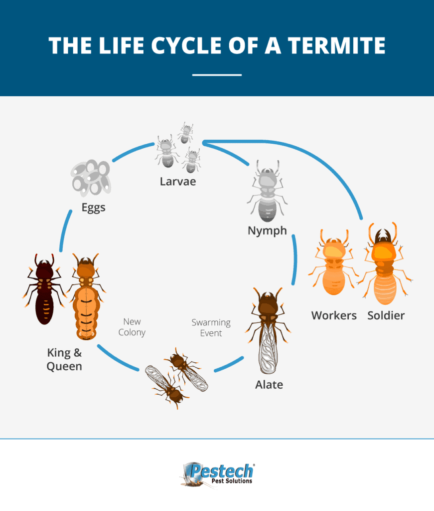 Life Cycle Of Termites