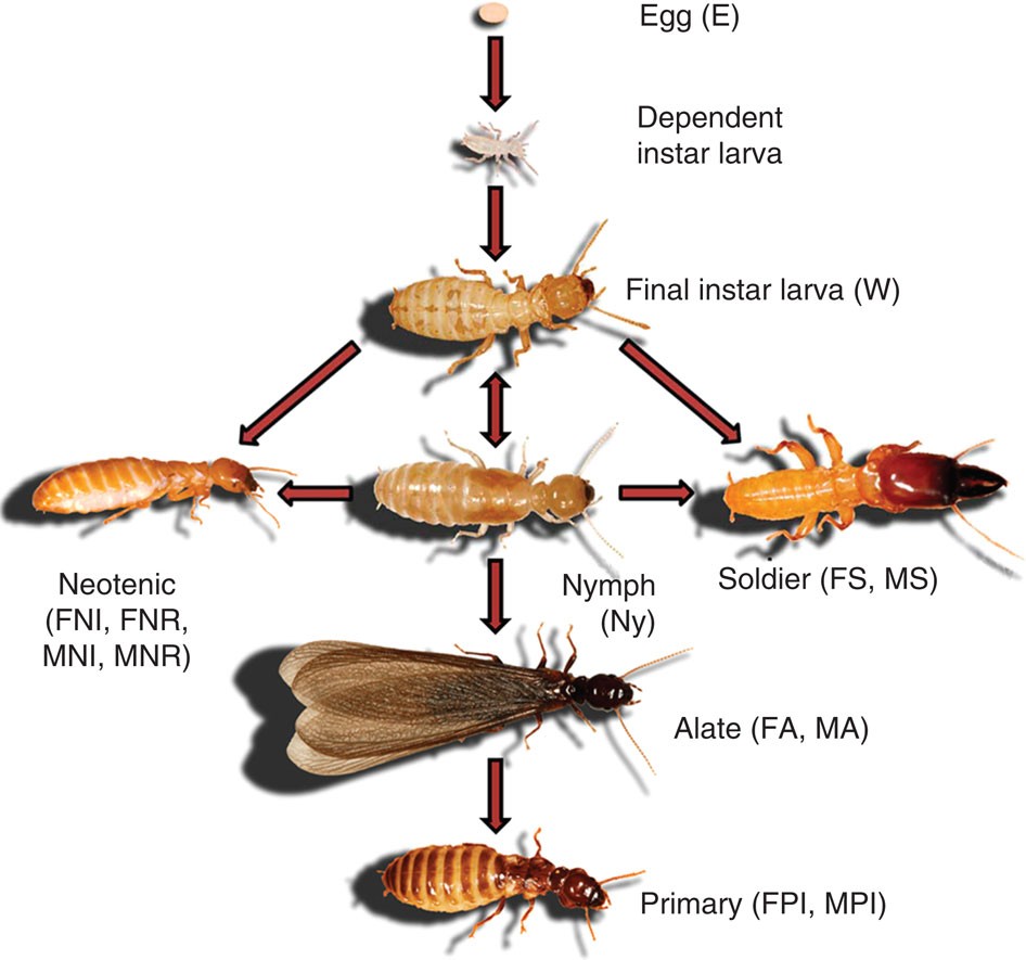 Life Cycle Of Termites In Georgia