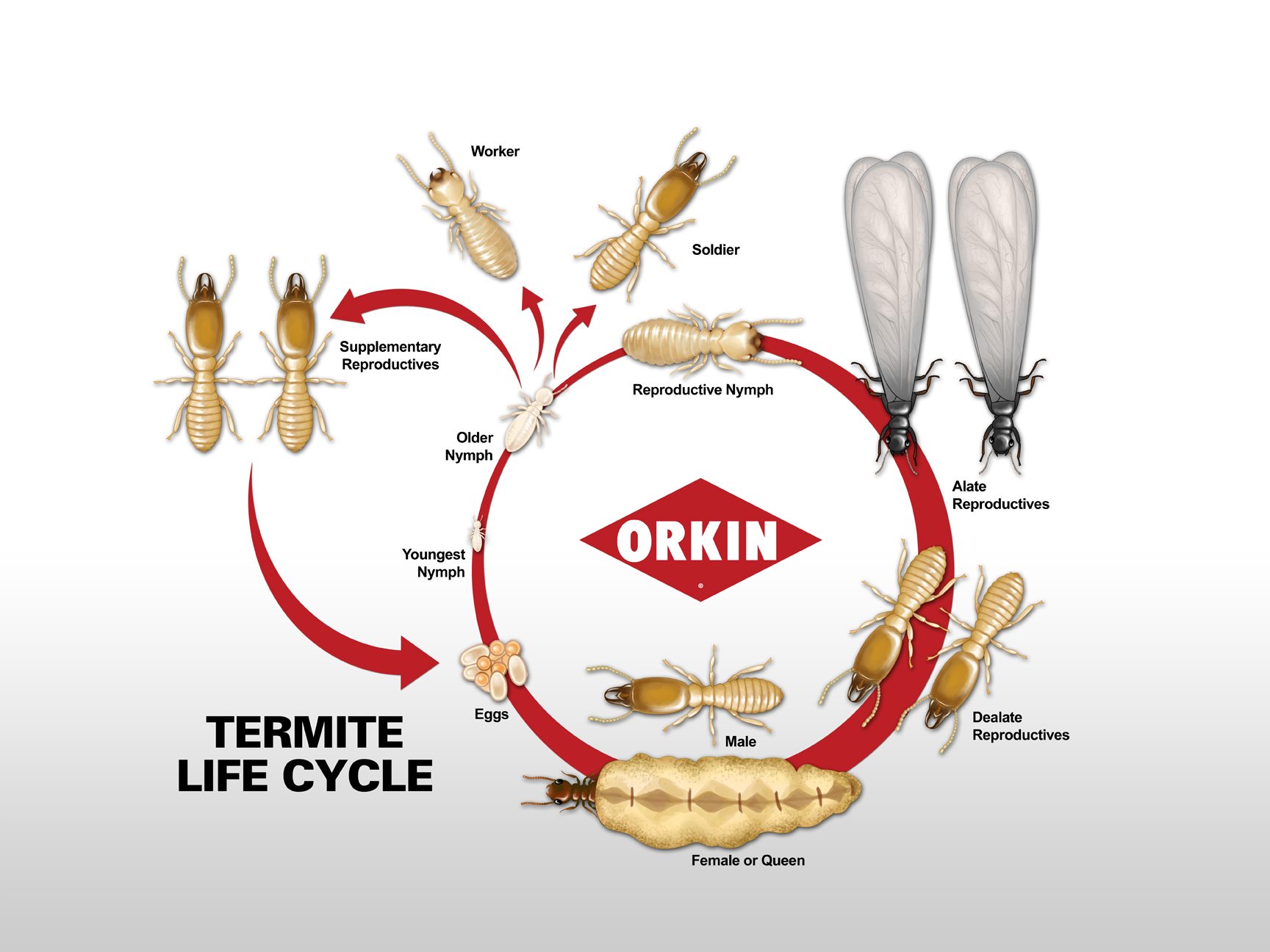 Life Cycle Of Termites In Louisiana