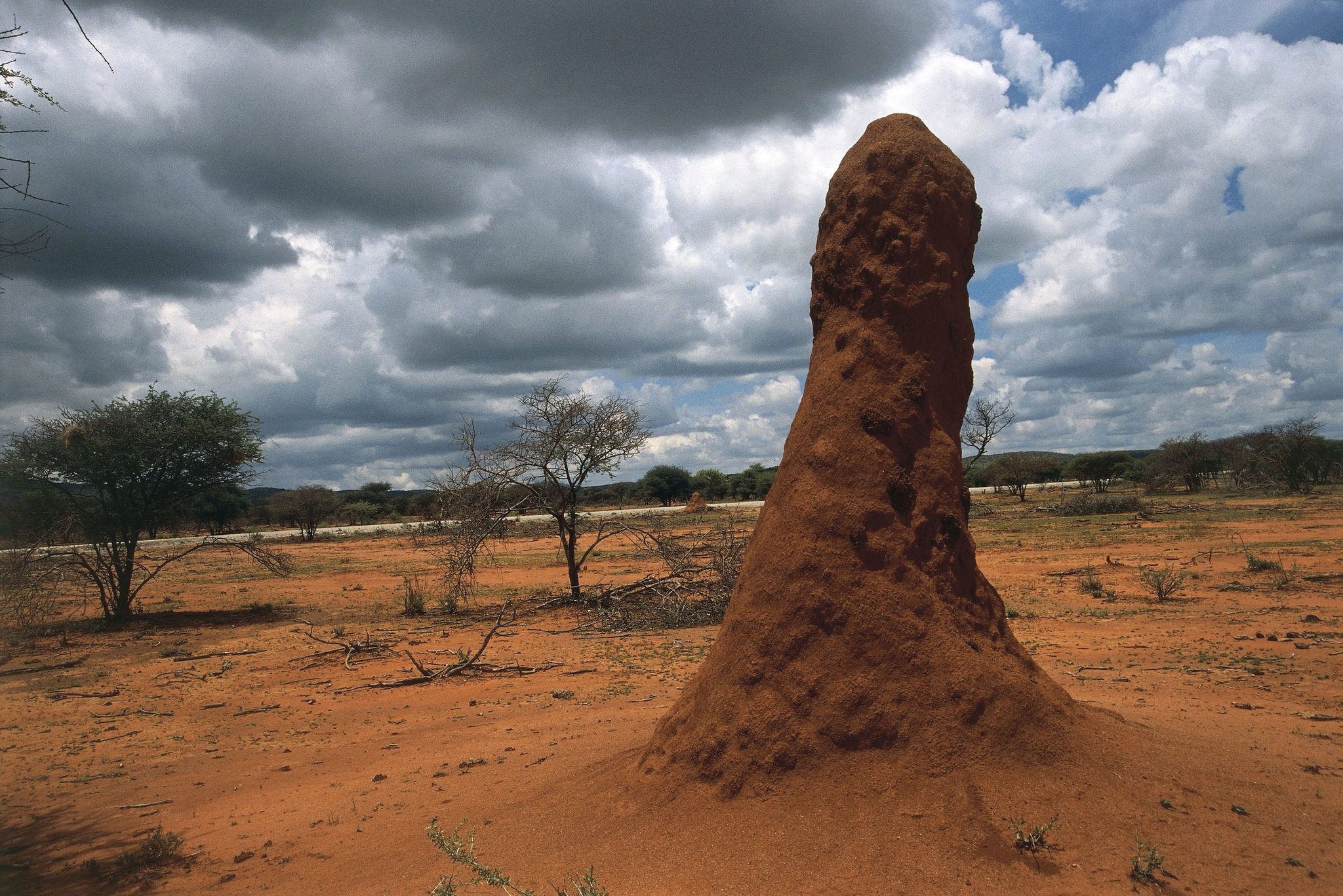 Natural Habitats Of Termites