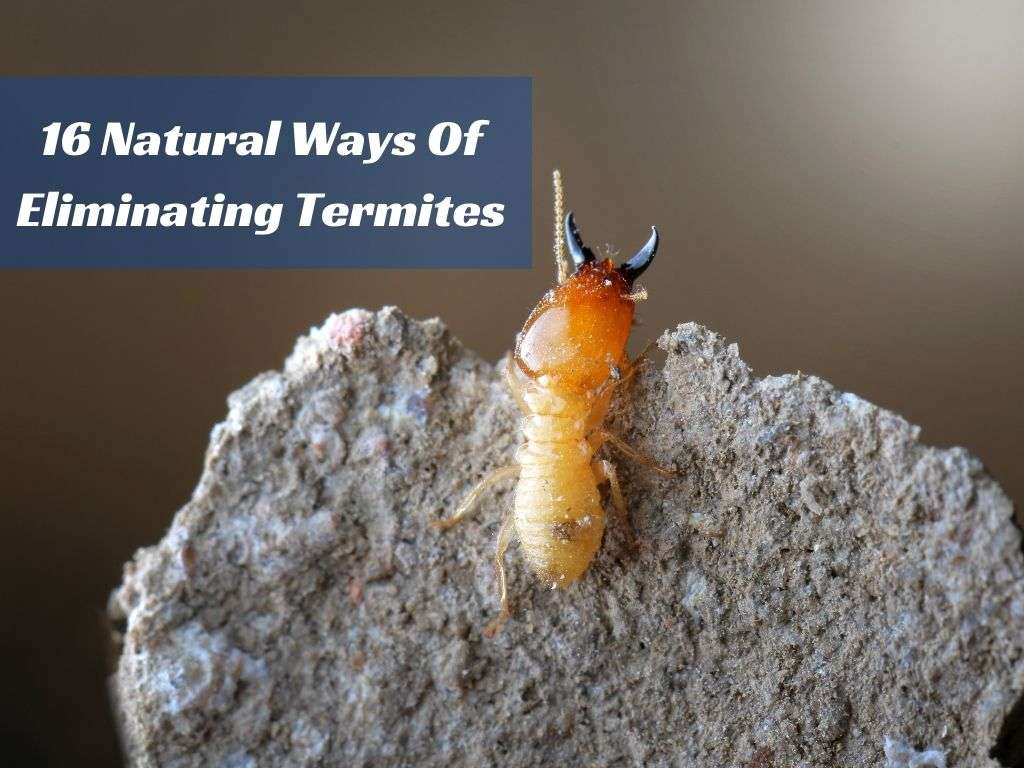 Natural Treatments For Termites