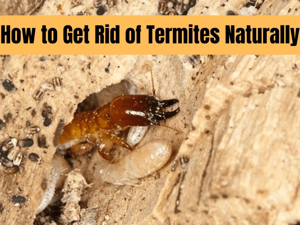 Natural Ways To Deter Termites