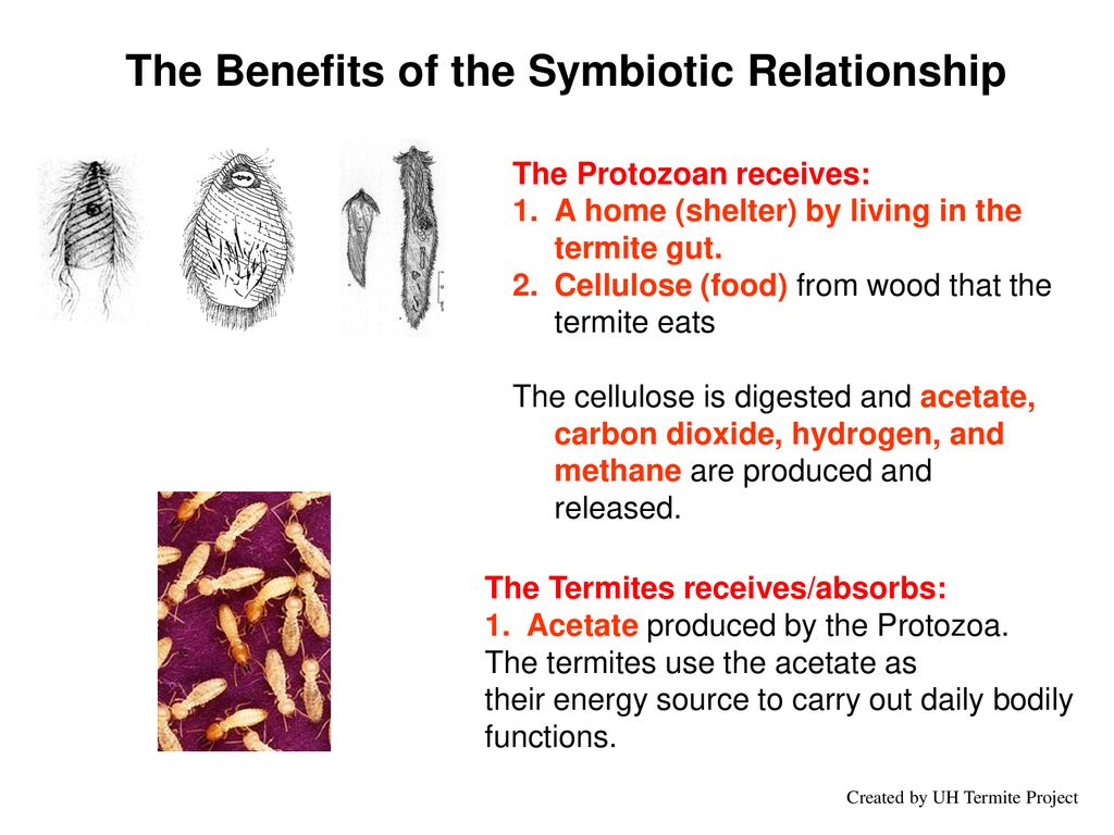 Nutritional Benefits Of The Relationship