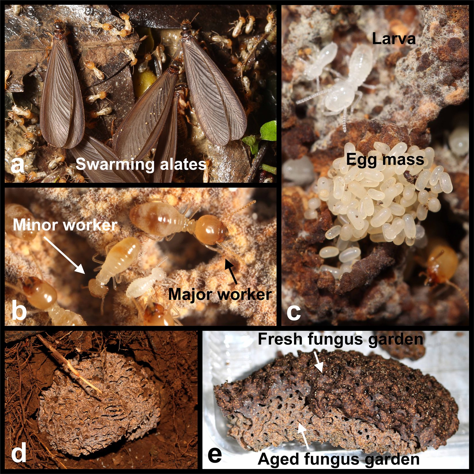 Occurrence Of Termites