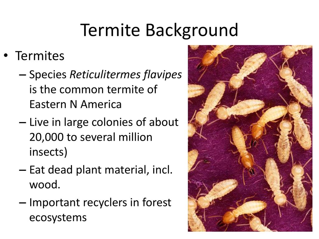 Overview Of Termites