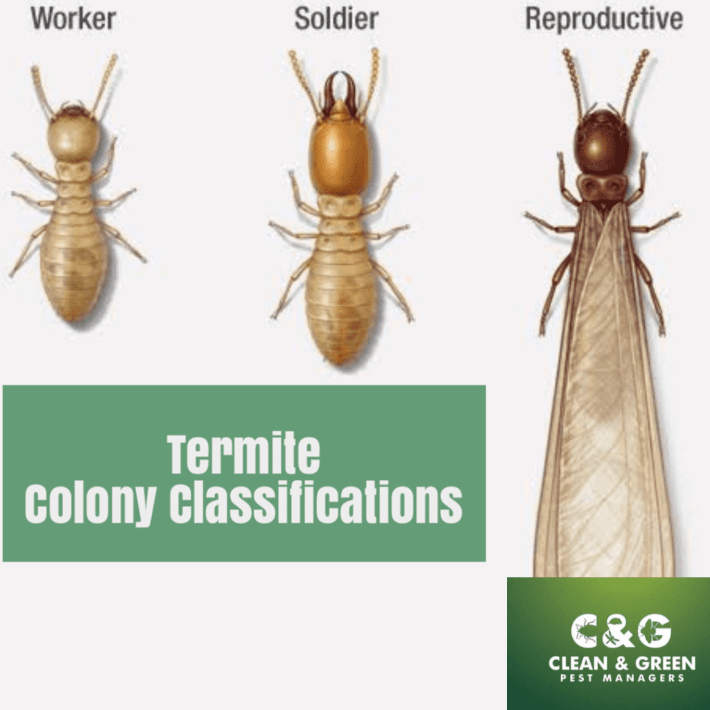 Overview Of Termites