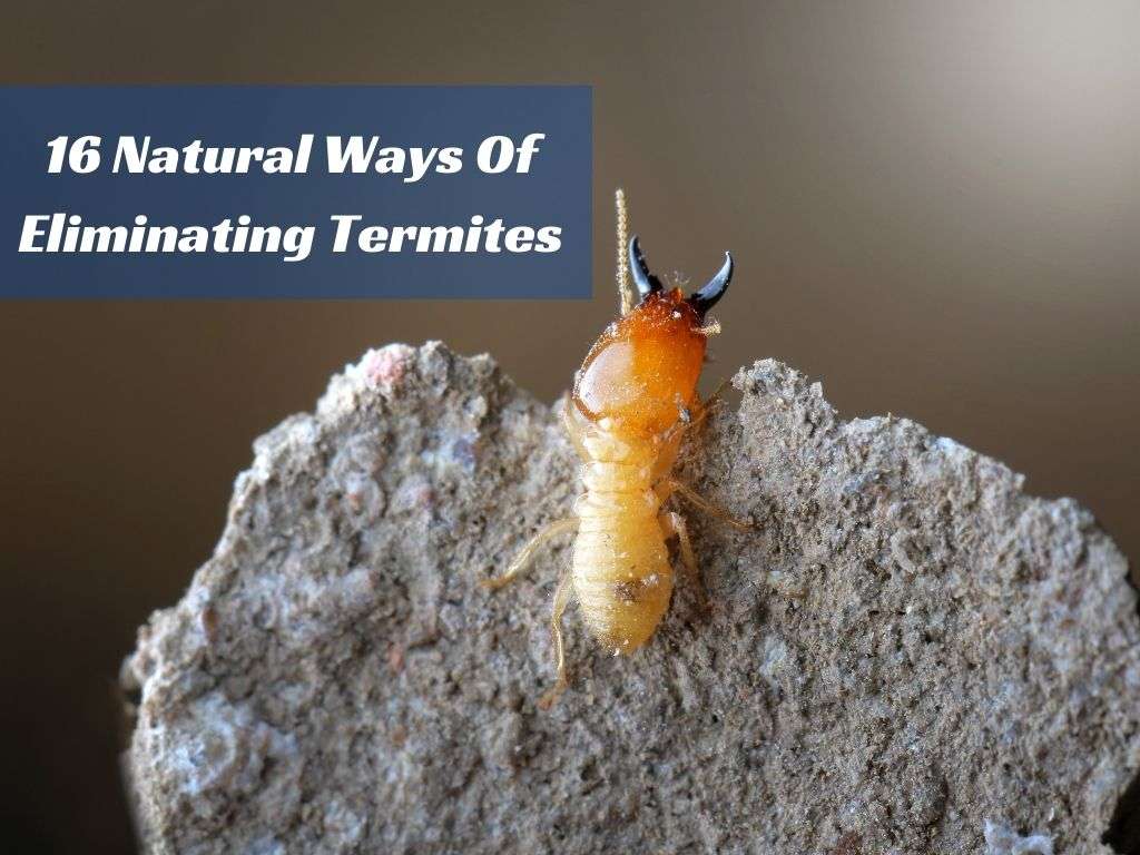 Potential Risks Of Using Nematodes To Control Termites