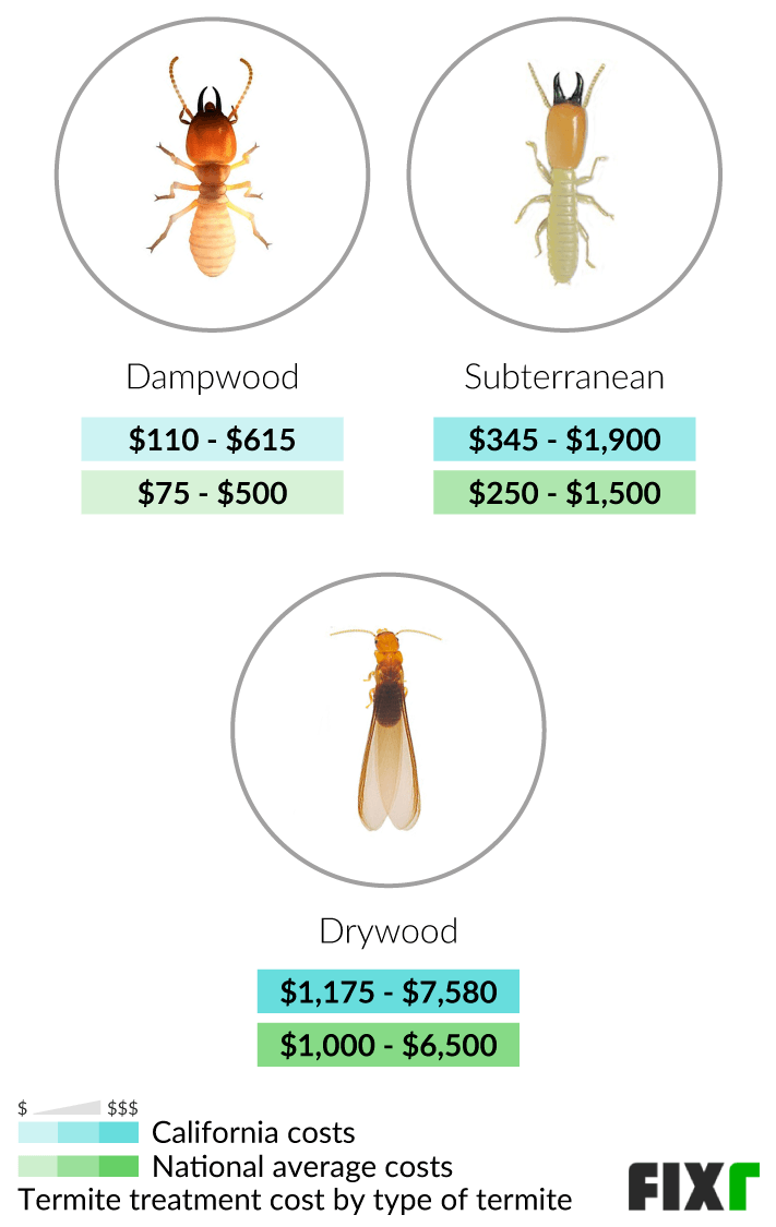 Prevalence Of Termites In California