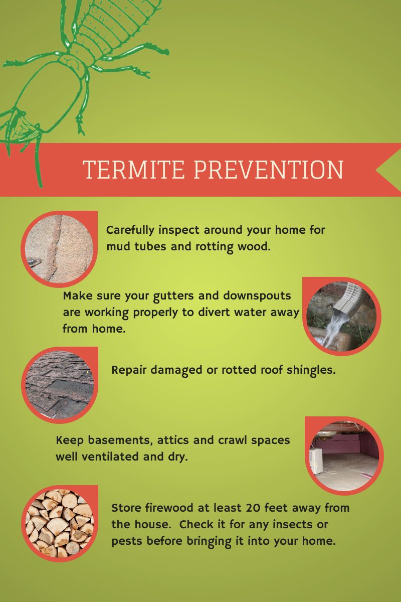 Preventing A Termite Infestation