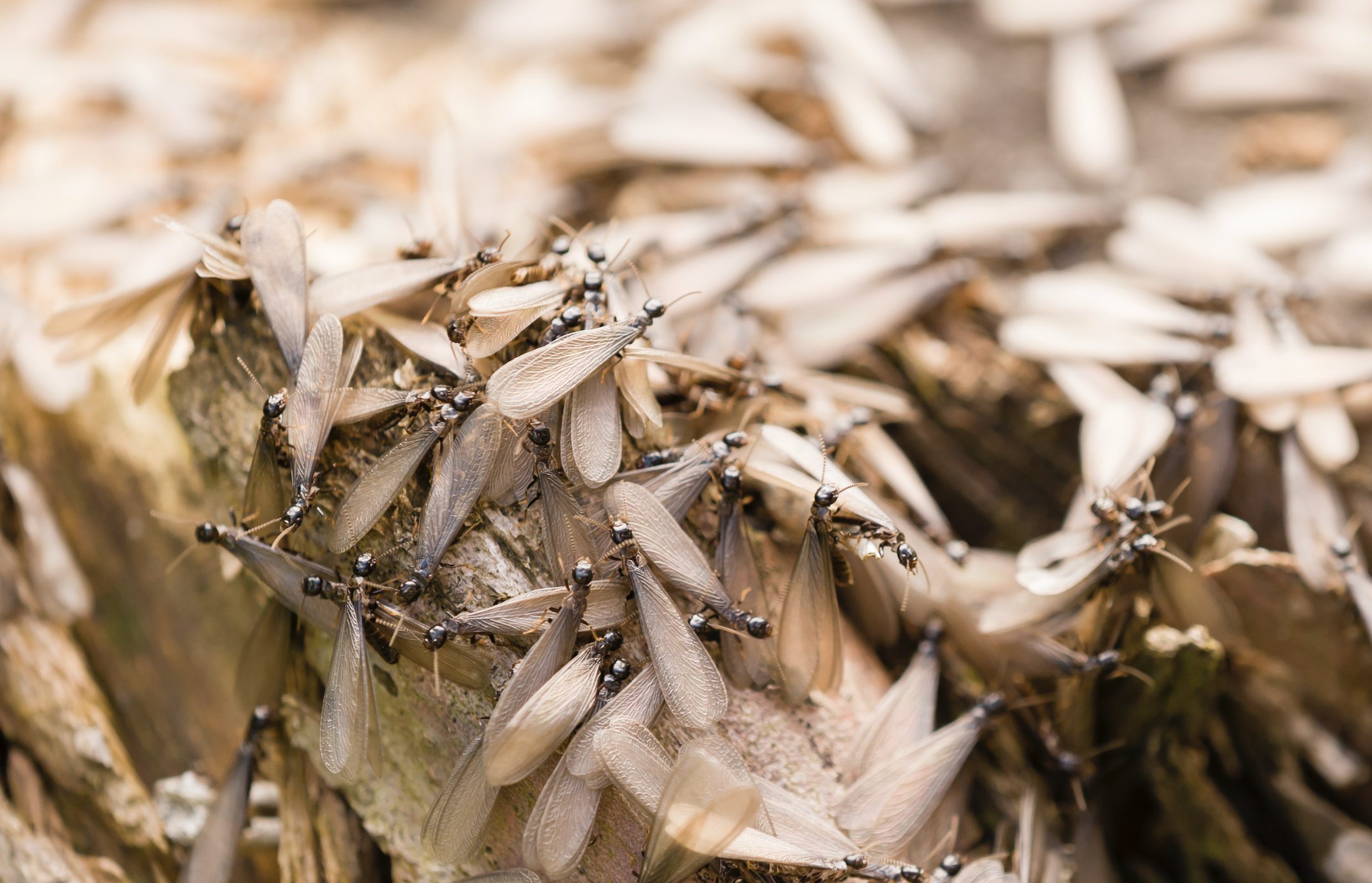 Preventing Termite Infestations In Missouri