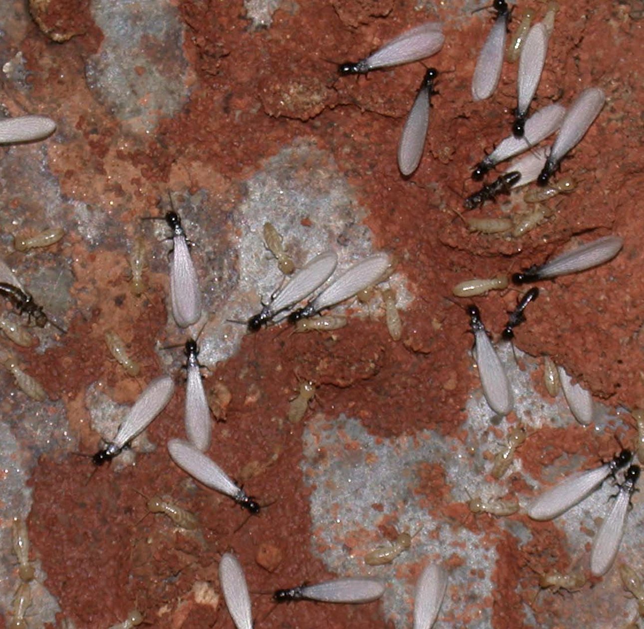 Preventing Termites In Georgia