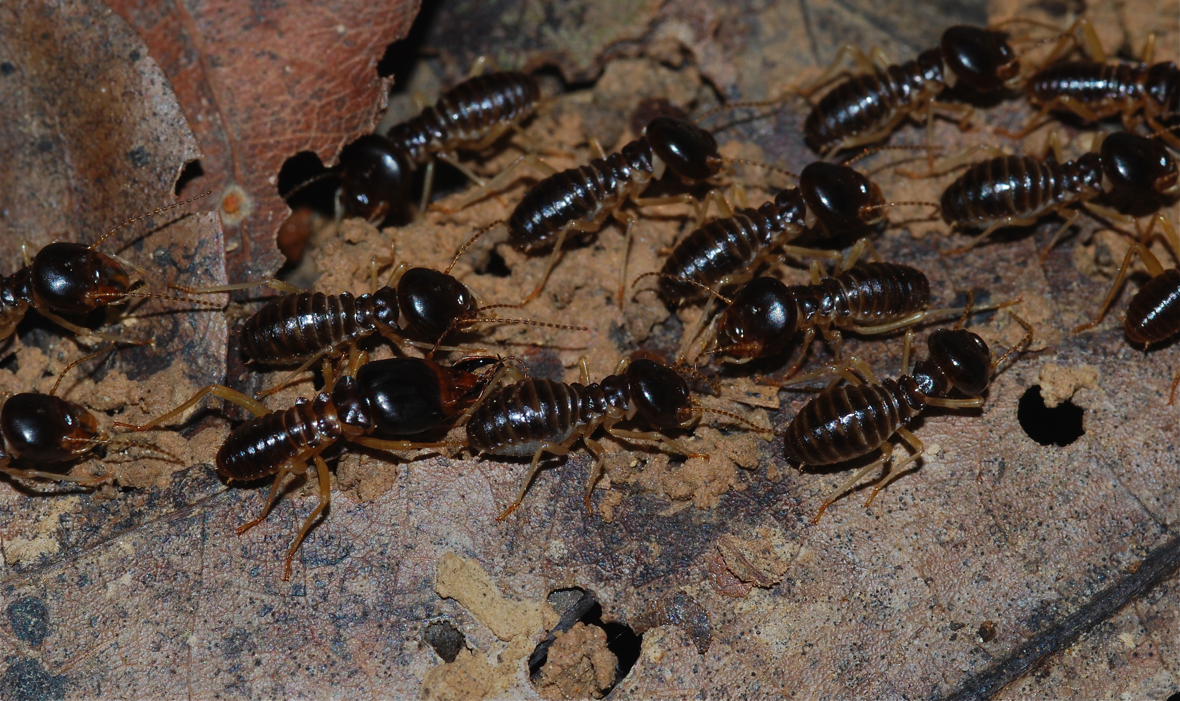 Prevention And Control Of Termites In Africa