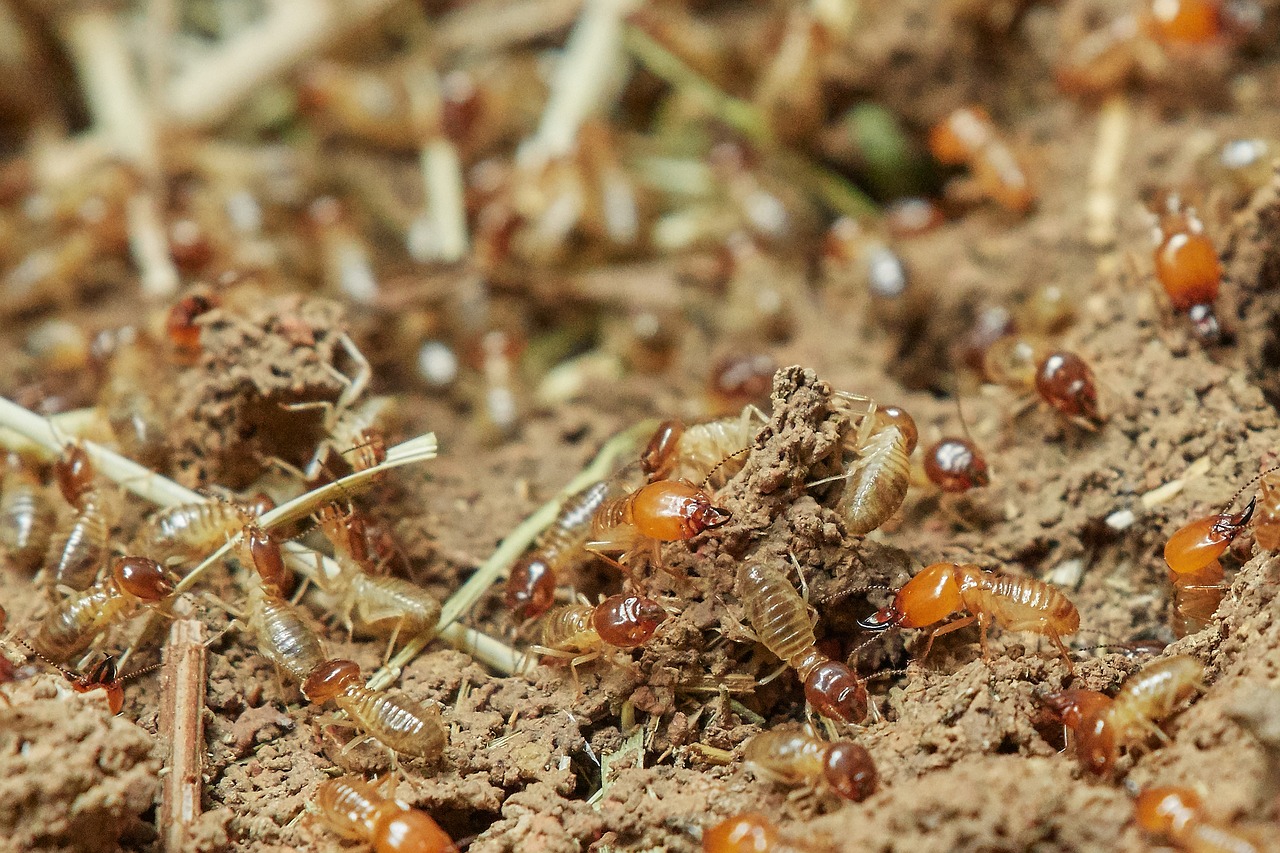 Prevention And Control Of Termites In Iowa