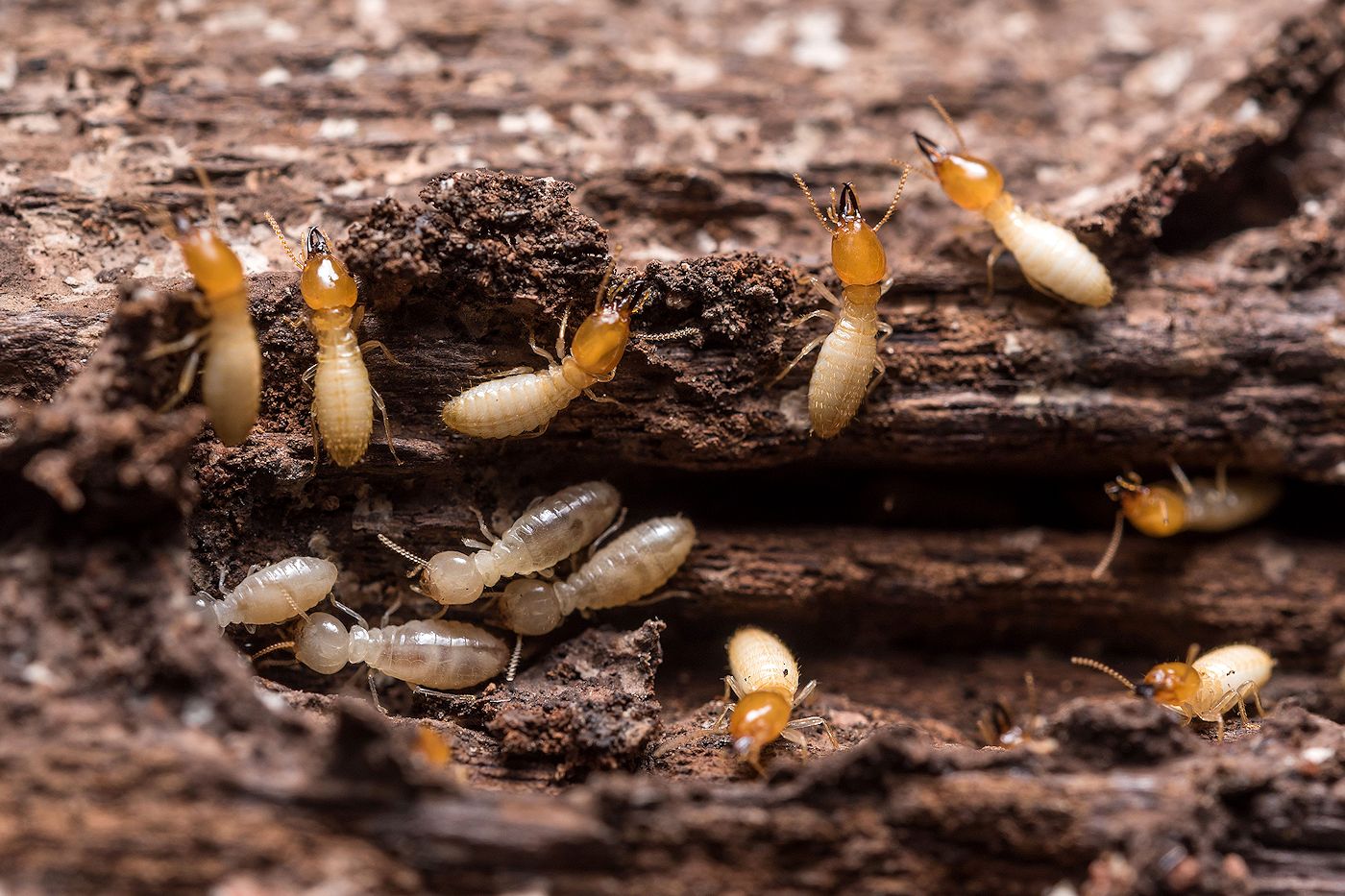 Prevention Of Agricultural Termites