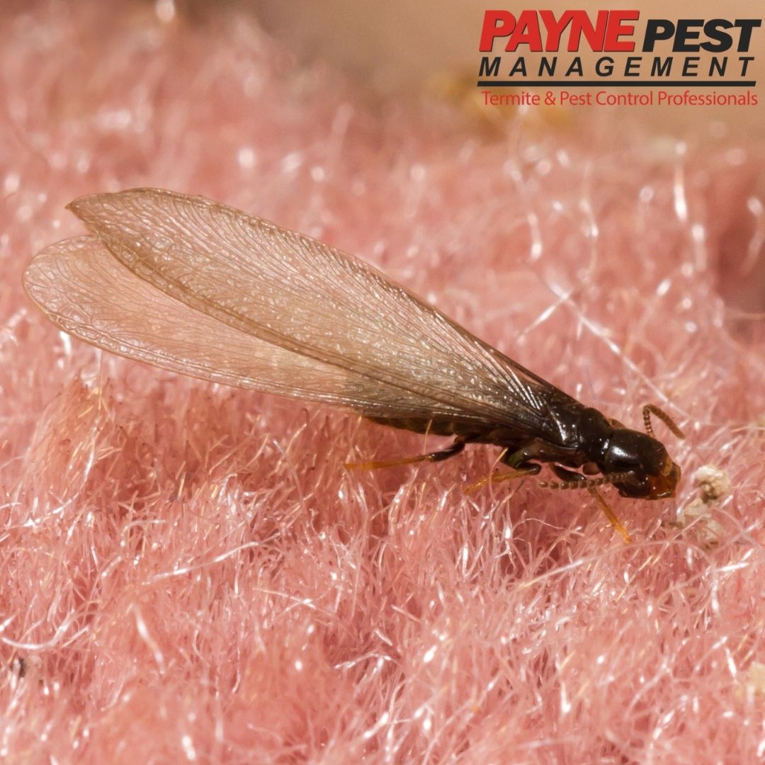 Prevention Of Flying Termites