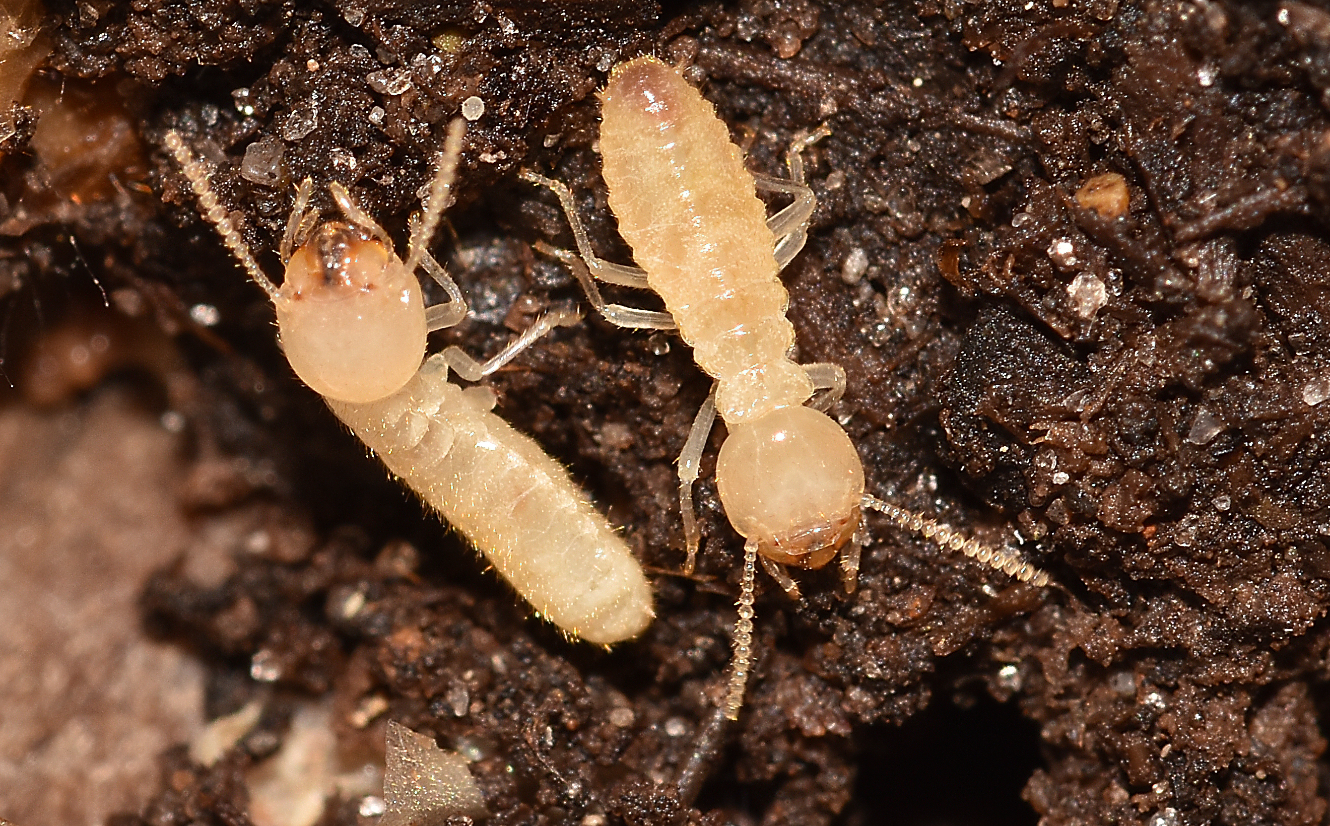 Prevention Of Termite Infestation In Boats