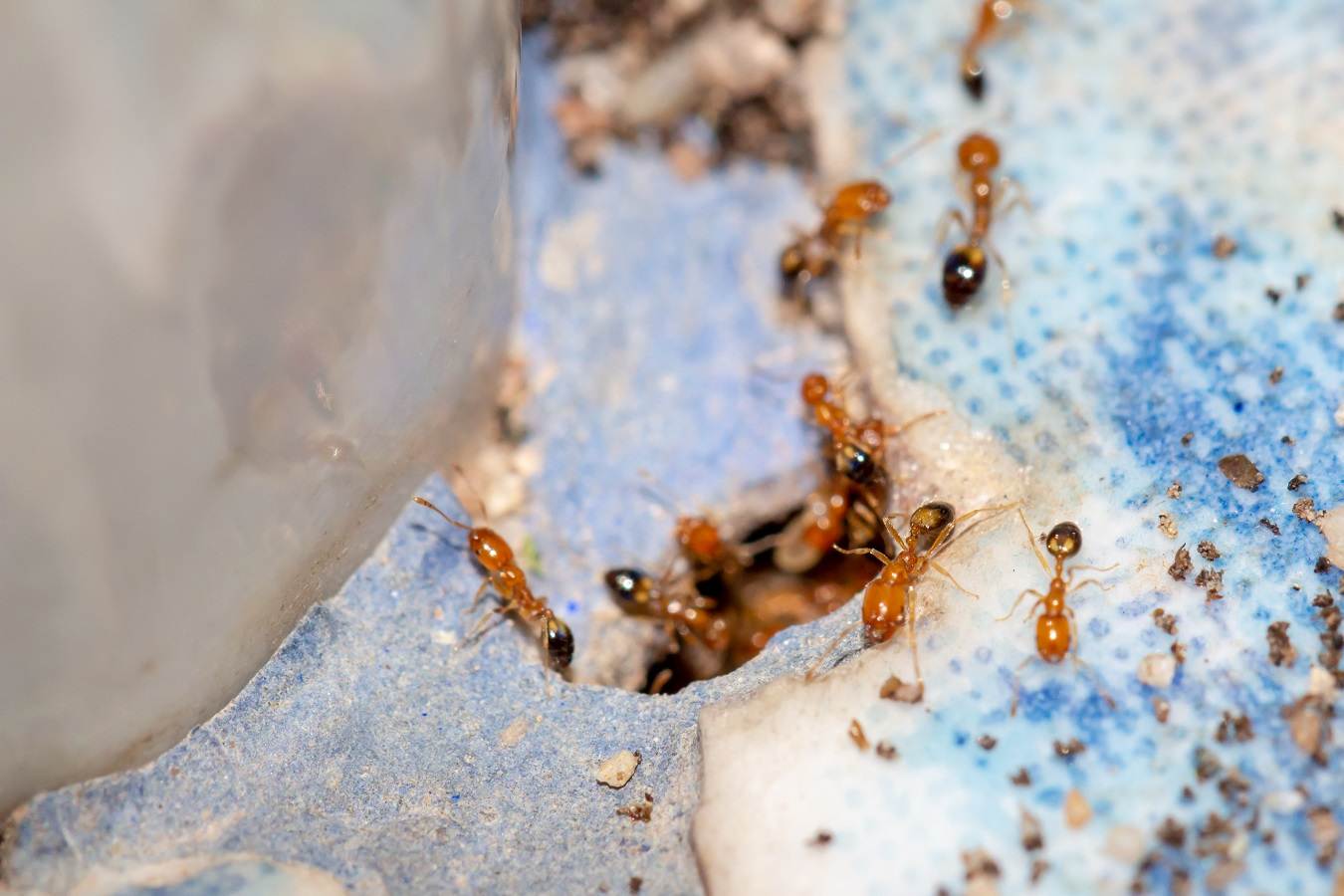 Prevention Of Termites In Alaska