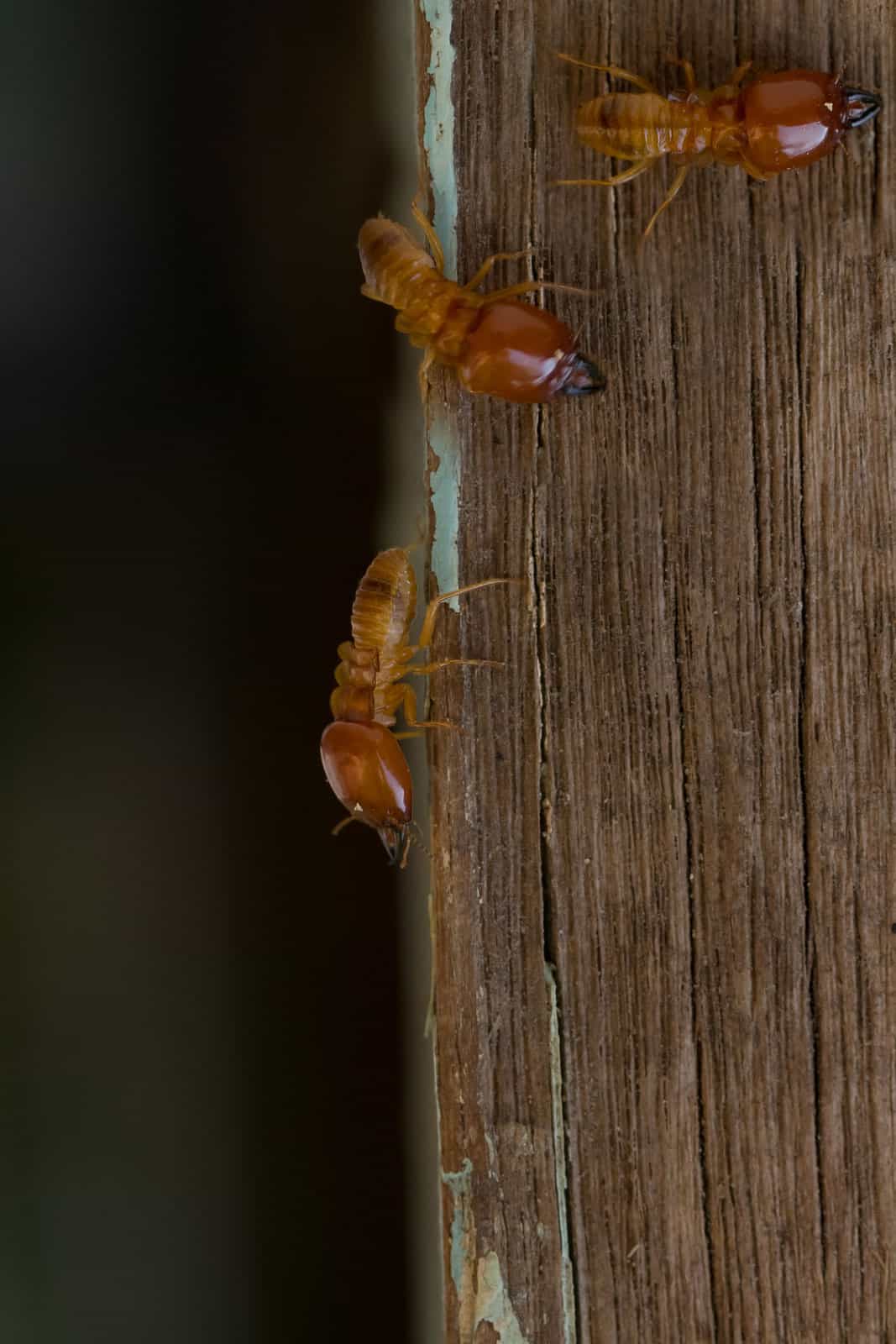 Prevention Of Termites In Colorado