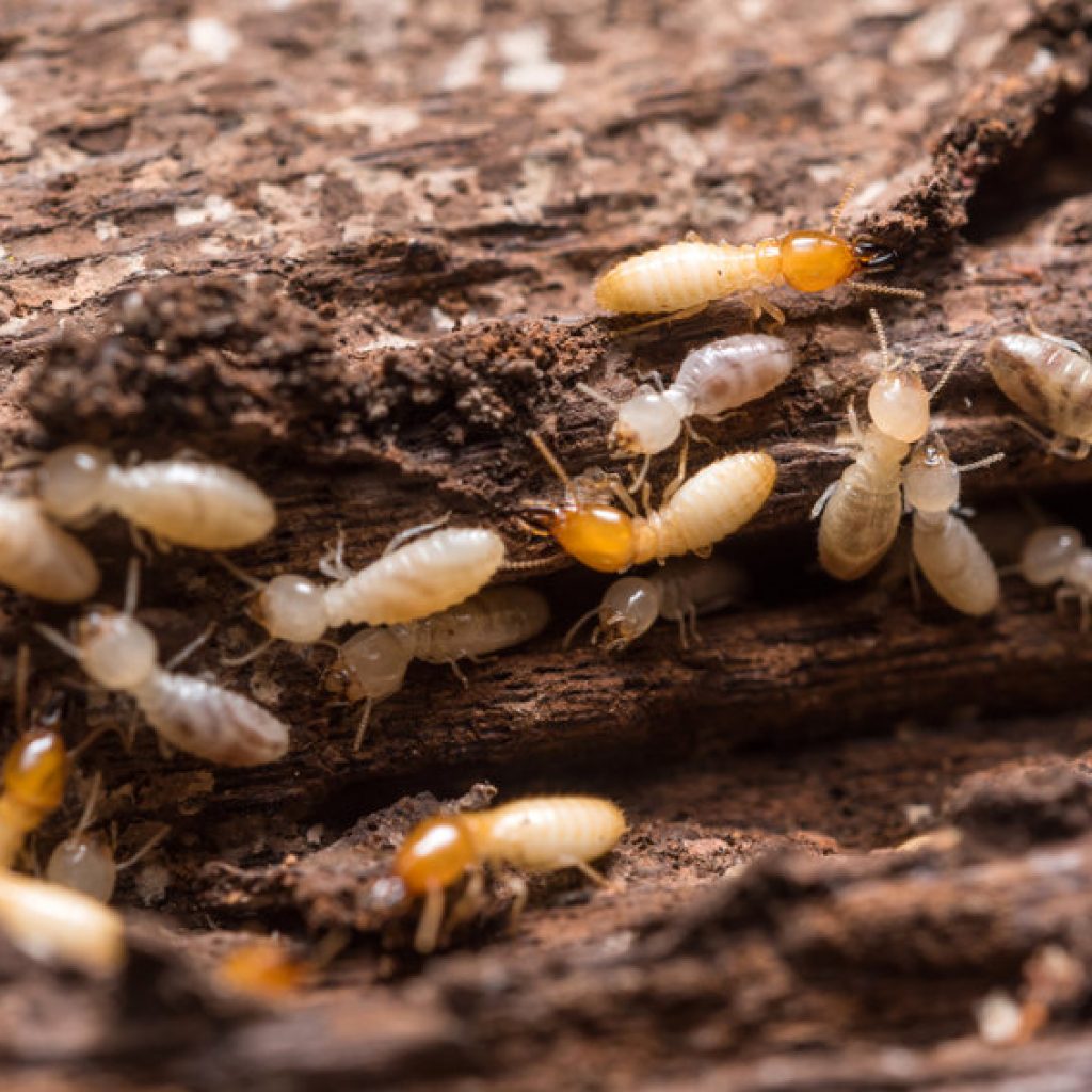 Prevention Of Termites In Connecticut
