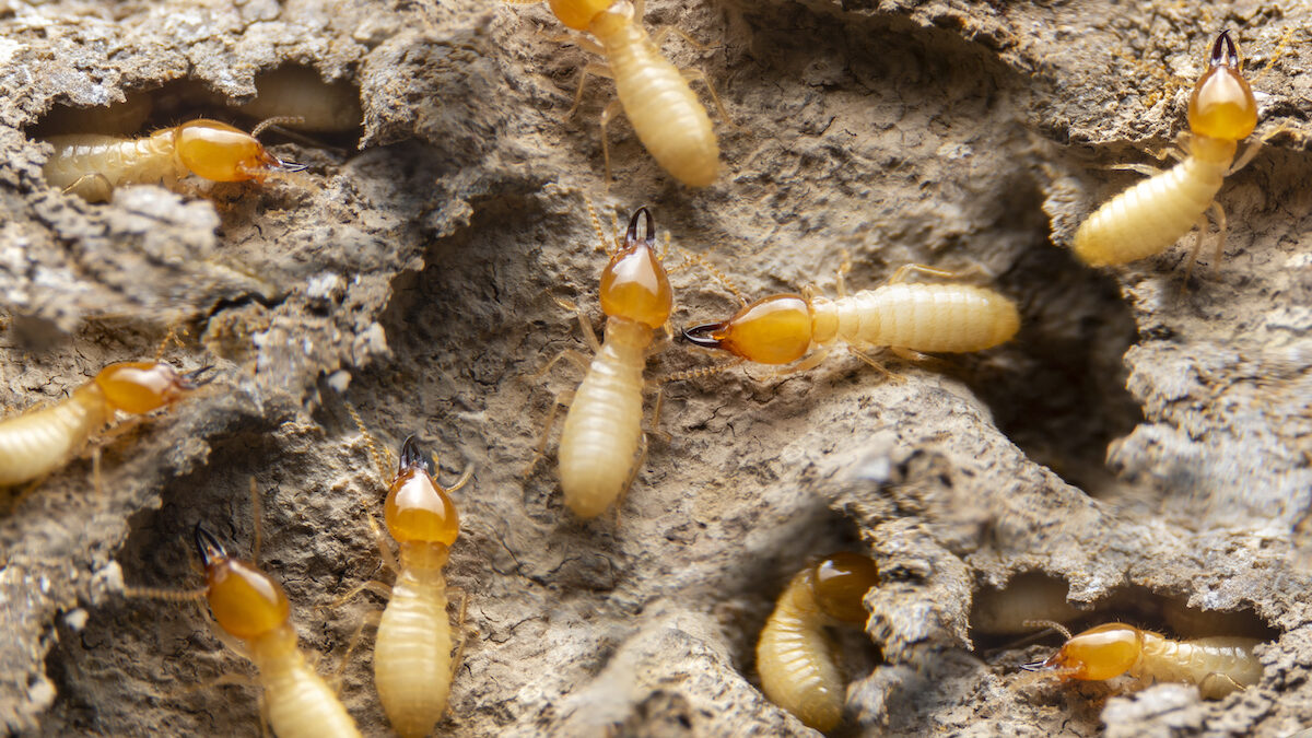 Prevention Of Termites In Florida